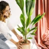 LA GREEN TOUCH - Palmier licuala grandis h110cm 120cm - plante d'intérieur