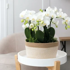 LA GREEN TOUCH - Panier en coton avec 3 orchidées blanches et arrosage intégré