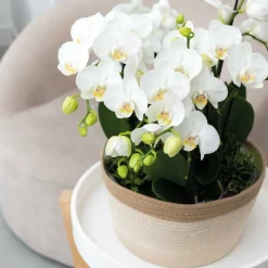 LA GREEN TOUCH - Panier en coton avec 3 orchidées blanches et arrosage intégré