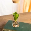 LA GREEN TOUCH - Petit clusia en hydroculture et tube