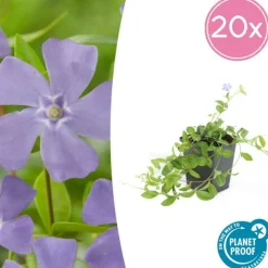 LA GREEN TOUCH - Petite pervenche (vinca minor) x6 – entre 0,38 et 0,5m2