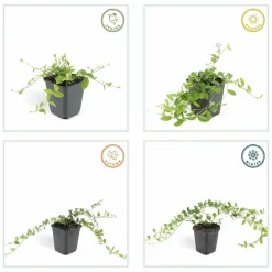 LA GREEN TOUCH - Petite pervenche 'la grave' x6 – entre 0,38 et 0,5m2