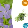 LA GREEN TOUCH - Petite pervenche (vinca minor) x60 – entre 3,75 et 5m2