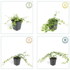 LA GREEN TOUCH - Petite pervenche (vinca minor) x60 – entre 3,75 et 5m2