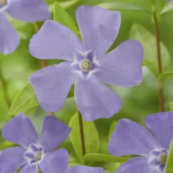 LA GREEN TOUCH - Petite pervenche (vinca minor) x60 – entre 3,75 et 5m2