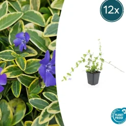 LA GREEN TOUCH - Petite pervenche 'blue and gold' x20 – entre 1,25 et 1,67m2