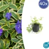LA GREEN TOUCH - Petite pervenche 'aureovariegata' x40 – entre 2,5 et 3,33m2