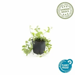 LA GREEN TOUCH - Petite pervenche 'aureovariegata' x40 – entre 2,5 et 3,33m2