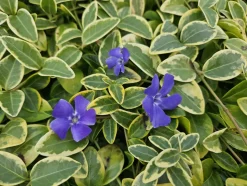 LA GREEN TOUCH - Petite pervenche 'aureovariegata' x40 – entre 2,5 et 3,33m2