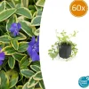 LA GREEN TOUCH - Petite pervenche 'aureovariegata' x60 – entre 3,75 et 5m2