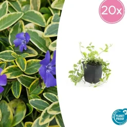 LA GREEN TOUCH - Petite pervenche 'aureovariegata' x60 – entre 3,75 et 5m2