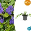 LA GREEN TOUCH - Petite pervenche 'ralph shugert' x60 – entre 3,75 et 5m2