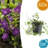 LA GREEN TOUCH - Petite pervenche 'atropurpurea' x60 – entre 3,75 et 5m2