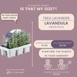 LA GREEN TOUCH - Petite pervenche 'atropurpurea' x60 – entre 3,75 et 5m2