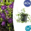 LA GREEN TOUCH - Petite pervenche 'atropurpurea' x40 – entre 2,5 et 3,33m2