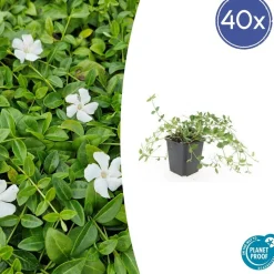 LA GREEN TOUCH - Petite pervenche 'gertrude jekyll' x6 – entre 0,38 et 0,5m2