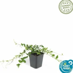 LA GREEN TOUCH - Petite pervenche 'alba' x6 – entre 0,38 et 0,5m2