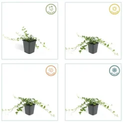 LA GREEN TOUCH - Petite pervenche 'alba' x6 – entre 0,38 et 0,5m2