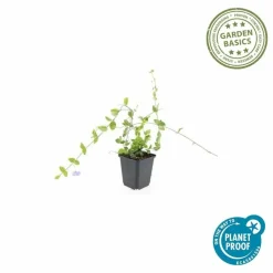 LA GREEN TOUCH - Petite pervenche 'blue and gold' x40 – entre 2,5 et 3,33m2