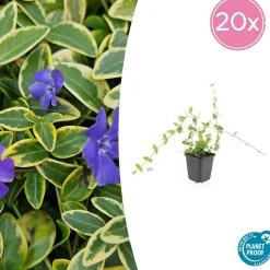 LA GREEN TOUCH - Petite pervenche 'blue and gold' x40 – entre 2,5 et 3,33m2