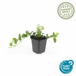 LA GREEN TOUCH - Petite pervenche 'argenteovariegata' x6 – entre 0,38 et 0,5m2