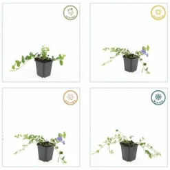 LA GREEN TOUCH - Petite pervenche 'argenteovariegata' x6 – entre 0,38 et 0,5m2