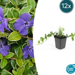 LA GREEN TOUCH - Petite pervenche 'argenteovariegata' x6 – entre 0,38 et 0,5m2