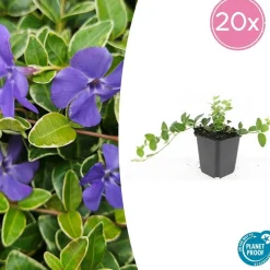 LA GREEN TOUCH - Petite pervenche 'argenteovariegata' x6 – entre 0,38 et 0,5m2