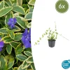 LA GREEN TOUCH - Petite pervenche 'blue and gold' x6 – entre 0,38 et 0,5m2