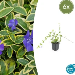 LA GREEN TOUCH - Petite pervenche 'blue and gold' x6 – entre 0,38 et 0,5m2