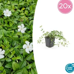 LA GREEN TOUCH - Petite pervenche 'gertrude jekyll' x60 – entre 3,75 et 5m2