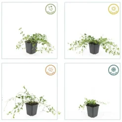 LA GREEN TOUCH - Petite pervenche 'gertrude jekyll' x12 – entre 0,75 et 1m2