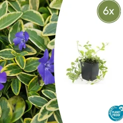 LA GREEN TOUCH - Petite pervenche 'aureovariegata' x6 – entre 0,38 et 0,5m2