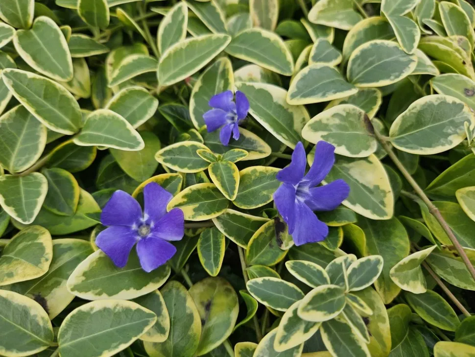 LA GREEN TOUCH - Petite pervenche 'aureovariegata' x6 – entre 0,38 et 0,5m2
