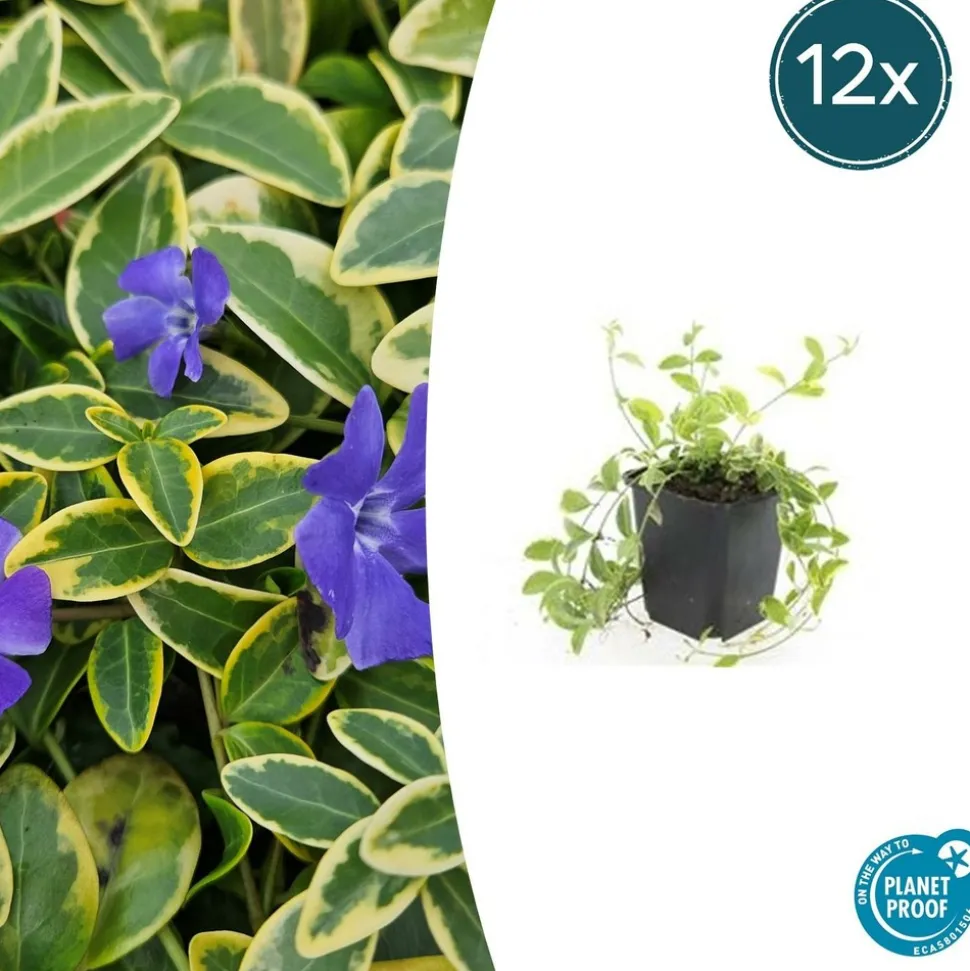 LA GREEN TOUCH - Petite pervenche 'aureovariegata' x6 – entre 0,38 et 0,5m2