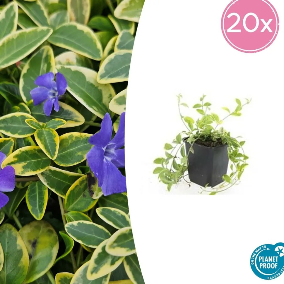 LA GREEN TOUCH - Petite pervenche 'aureovariegata' x6 – entre 0,38 et 0,5m2