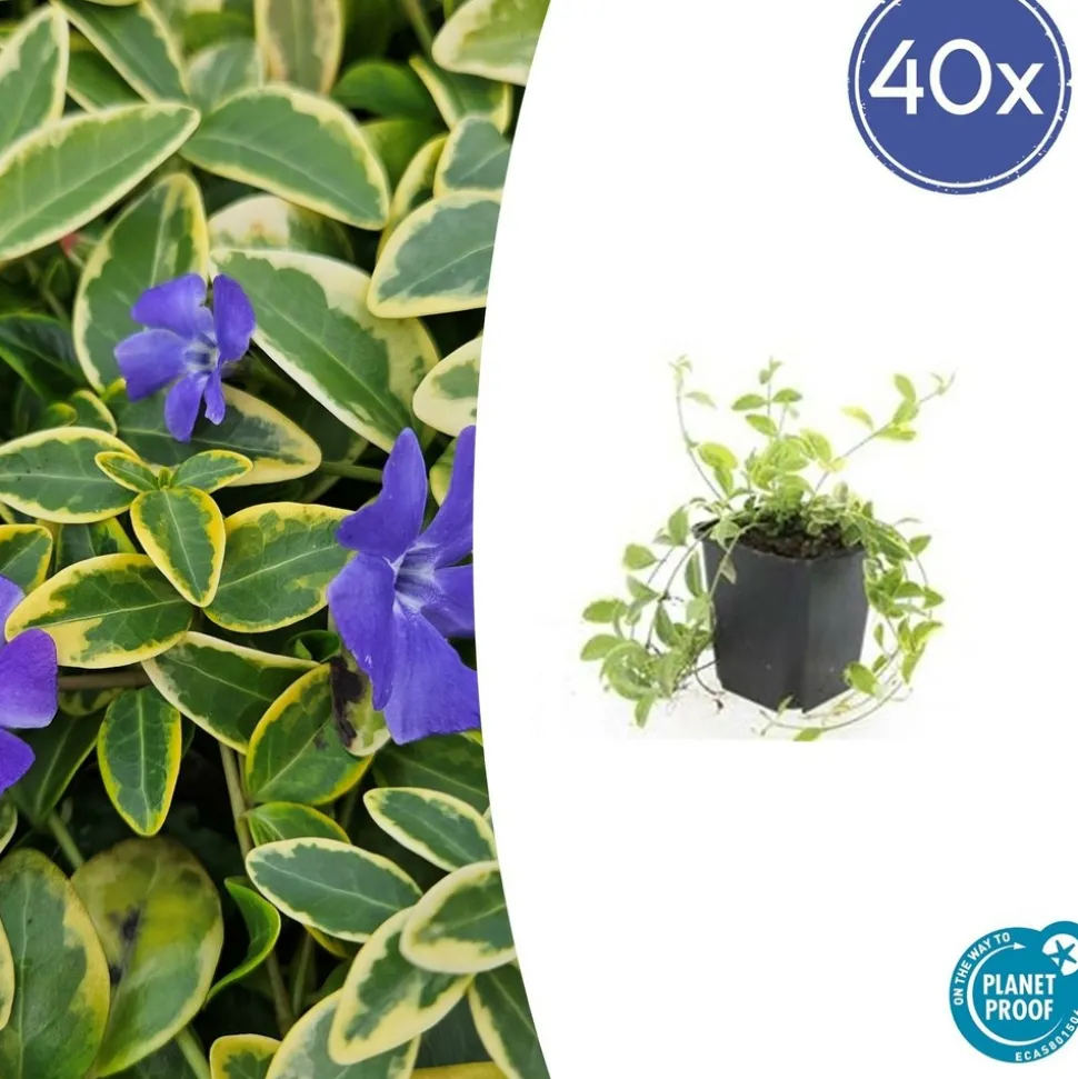 LA GREEN TOUCH - Petite pervenche 'aureovariegata' x6 – entre 0,38 et 0,5m2