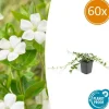 LA GREEN TOUCH - Petite pervenche 'alba' x60 – entre 3,75 et 5m2