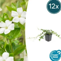 LA GREEN TOUCH - Petite pervenche 'alba' x60 – entre 3,75 et 5m2