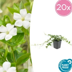 LA GREEN TOUCH - Petite pervenche 'alba' x20 – entre 1,25 et 1,67m2