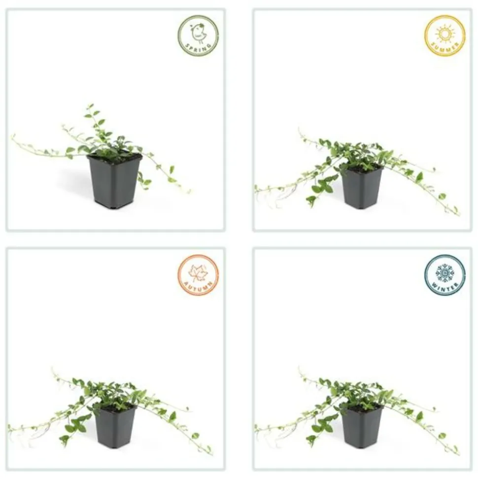 LA GREEN TOUCH - Petite pervenche 'alba' x20 – entre 1,25 et 1,67m2