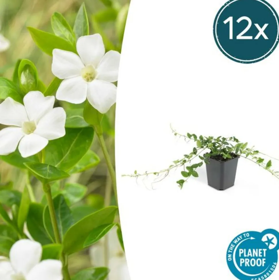 LA GREEN TOUCH - Petite pervenche 'alba' x20 – entre 1,25 et 1,67m2