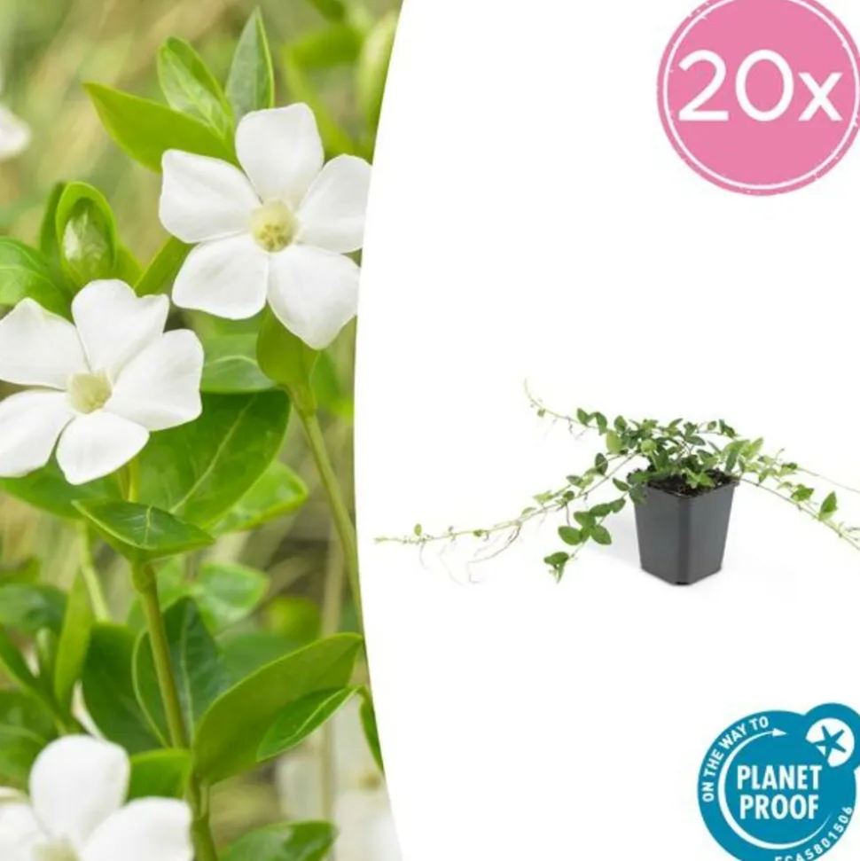 LA GREEN TOUCH - Petite pervenche 'alba' x20 – entre 1,25 et 1,67m2