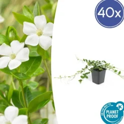 LA GREEN TOUCH - Petite pervenche 'alba' x20 – entre 1,25 et 1,67m2