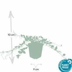 LA GREEN TOUCH - Petite pervenche 'alba' x40 – entre 2,5 et 3,33m2