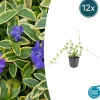 LA GREEN TOUCH - Petite pervenche 'blue and gold' x12 – entre 0,75 et 1m2