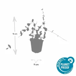 LA GREEN TOUCH - Petite pervenche 'blue and gold' x12 – entre 0,75 et 1m2