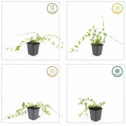 LA GREEN TOUCH - Petite pervenche 'blue and gold' x12 – entre 0,75 et 1m2