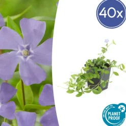 LA GREEN TOUCH - Petite pervenche (vinca minor) x20 – entre 1,25 et 1,67m2