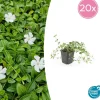 LA GREEN TOUCH - Petite pervenche 'gertrude jekyll' x20 – entre 1,25 et 1,67m2